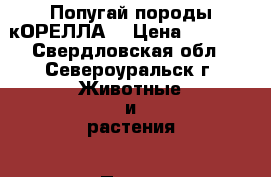  Попугай породы кОРЕЛЛА. › Цена ­ 3 500 - Свердловская обл., Североуральск г. Животные и растения » Птицы   